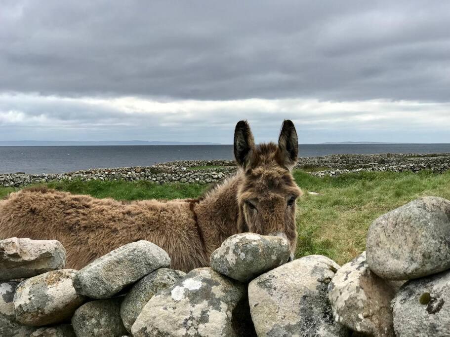 Curlews Rest - Gateway To The Aran Islands Appartement Galway Buitenkant foto